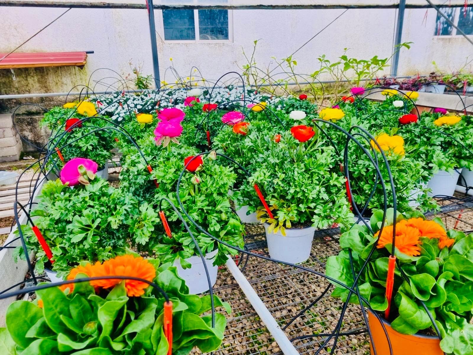 Progettazione Giardini