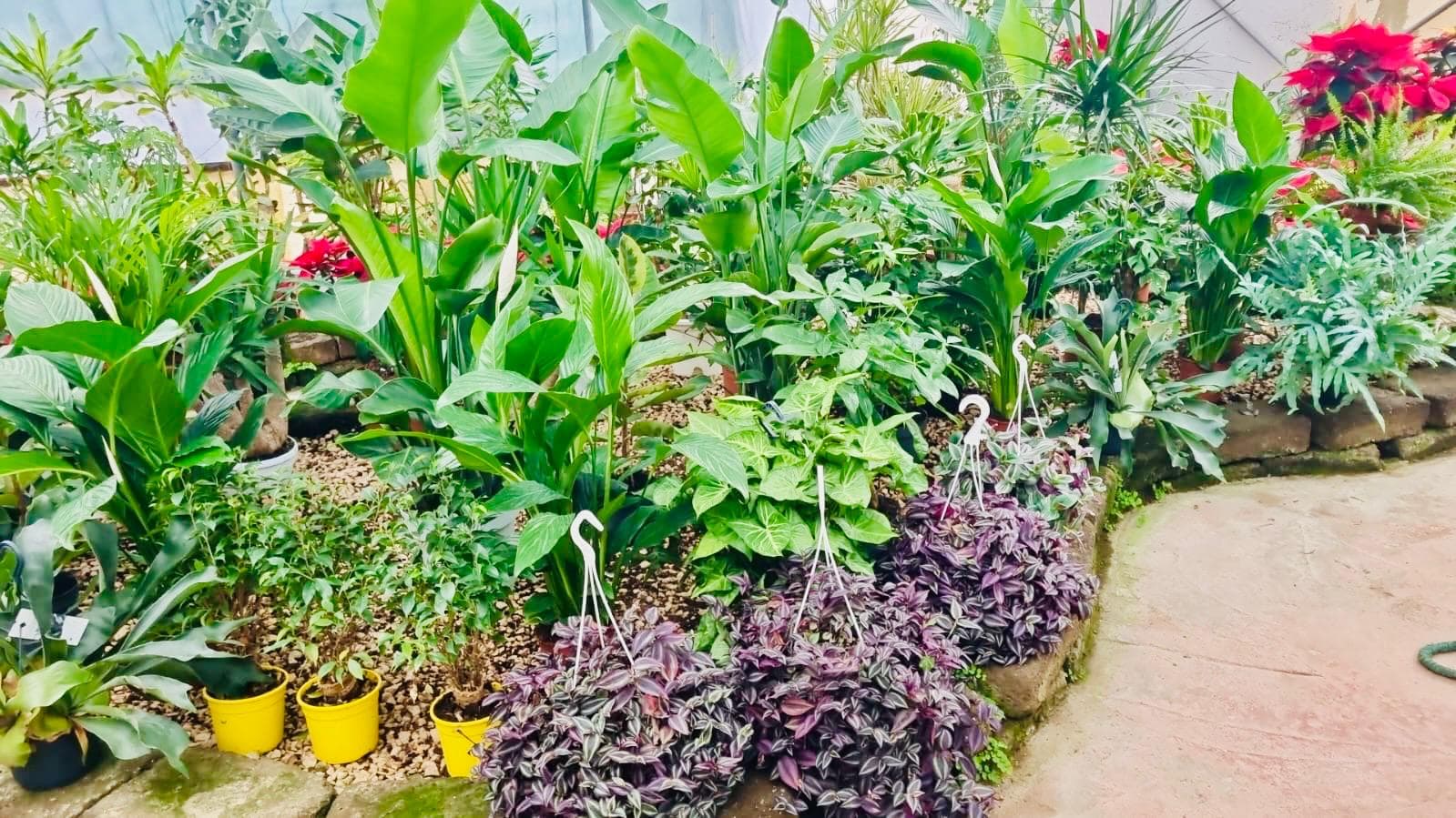 Arte Topiaria & Macrobonsai
