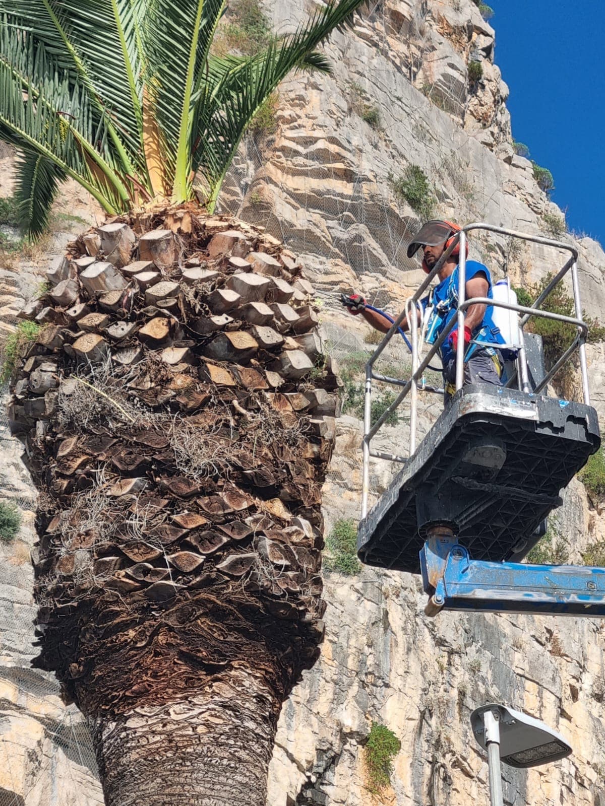 Potatura Professionale