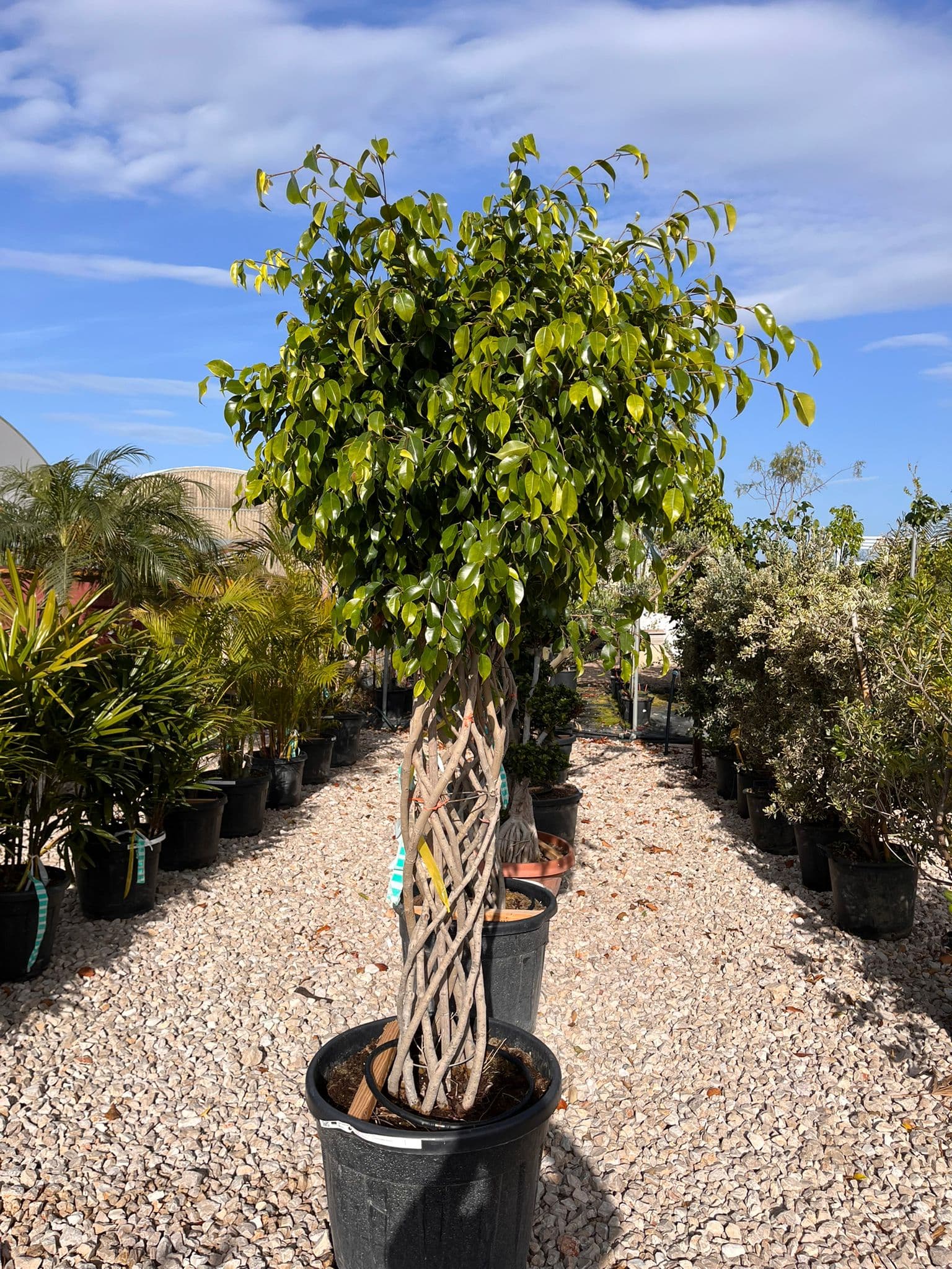 Ficus Benjamina Trenzado