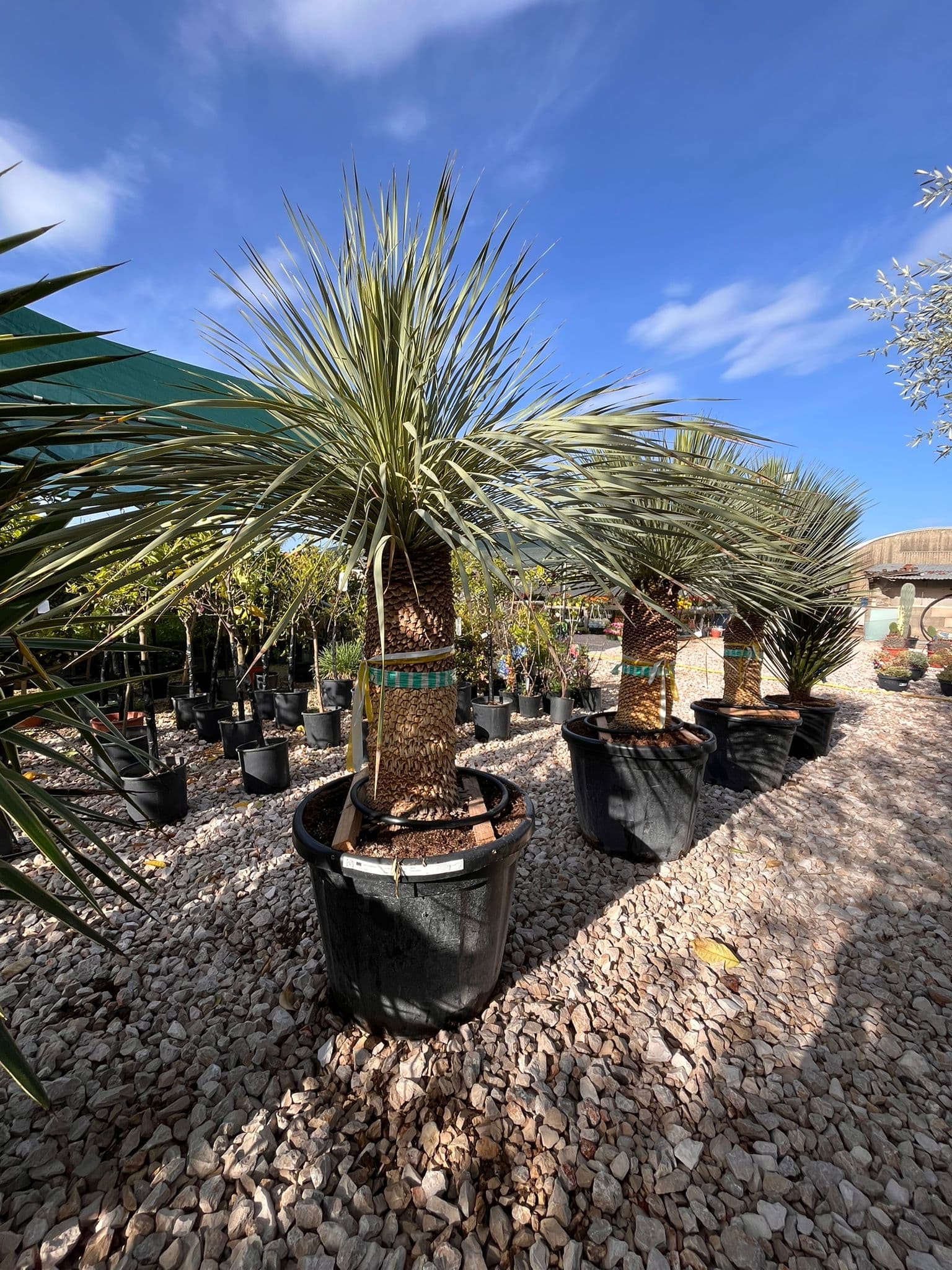 Yucca Rostrata