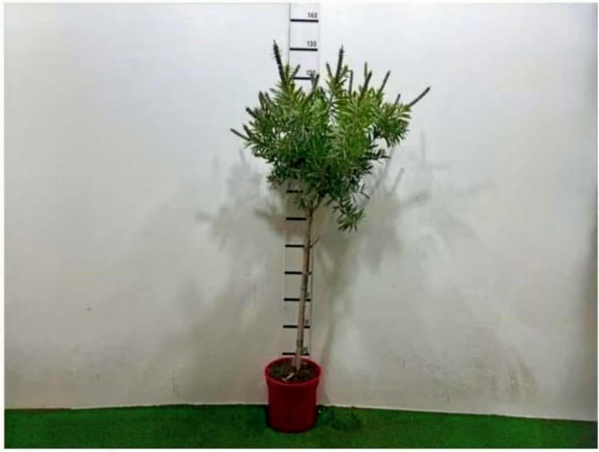 Callistemon Albostriatus