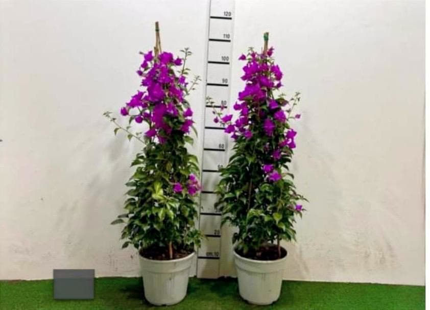 Bougainvillea Sand Pyramide