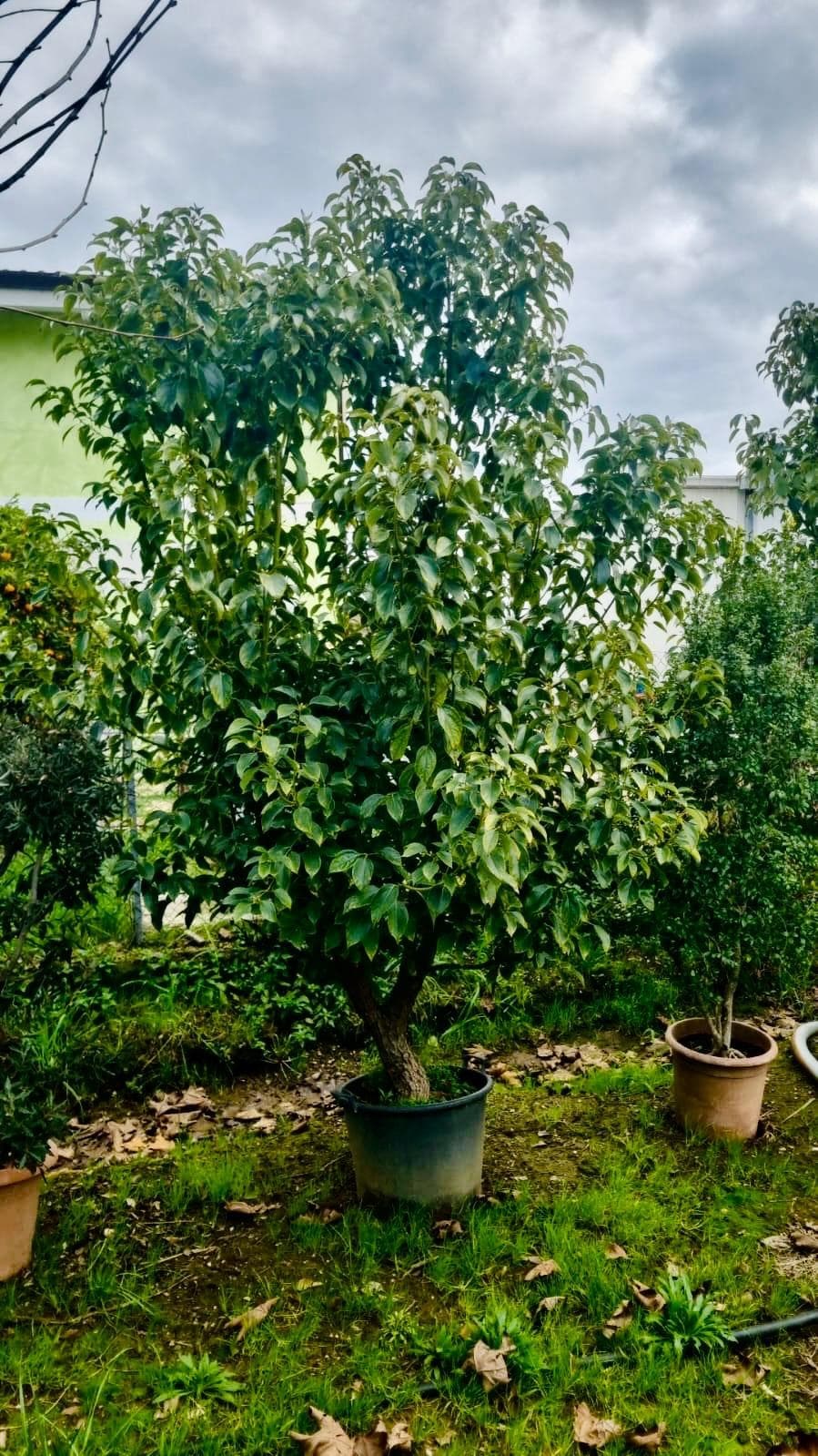 Cinnamomum Camphora Cespuglio