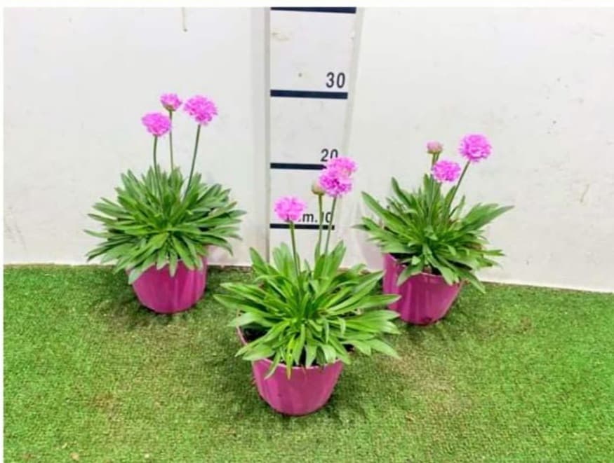 Armeria Pseudarmeria