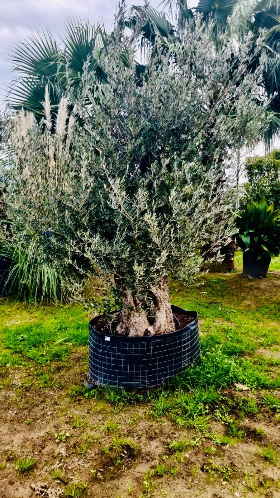Olea Europaea