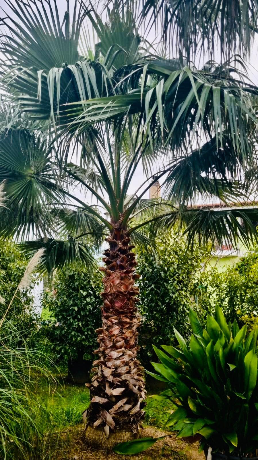 Washingtonia Robusta