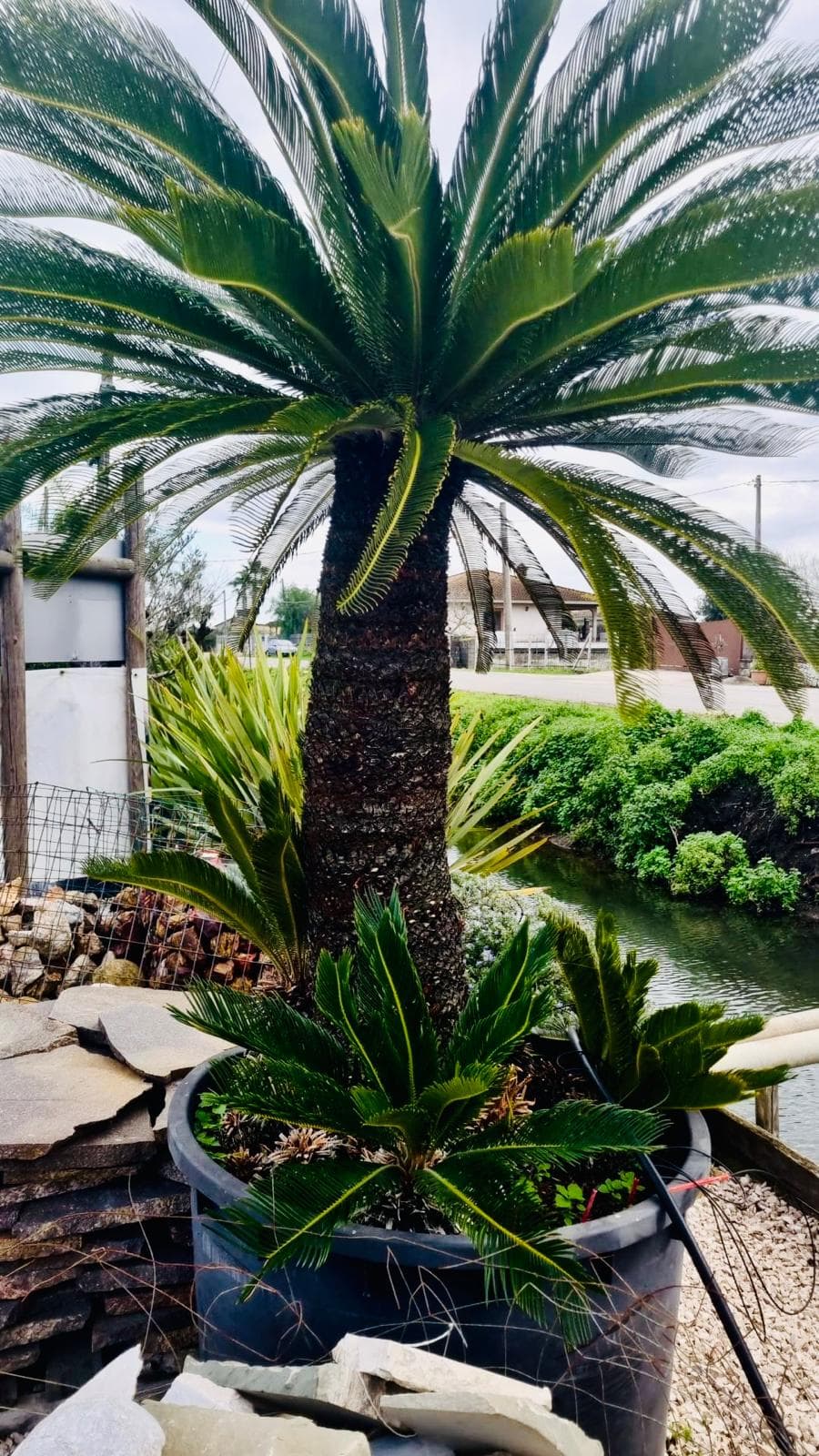 Esemplare Cicas Revoluta