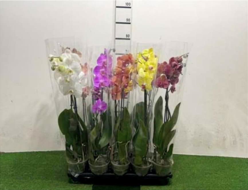 Orchidea Phalaenopsis