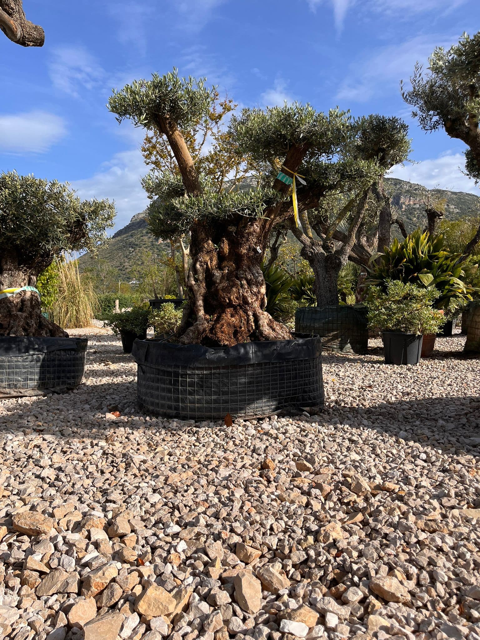 Olea Europaea "Pata Bonsai Disco"