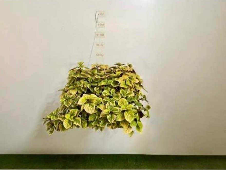 Plectranthus "Lemon"