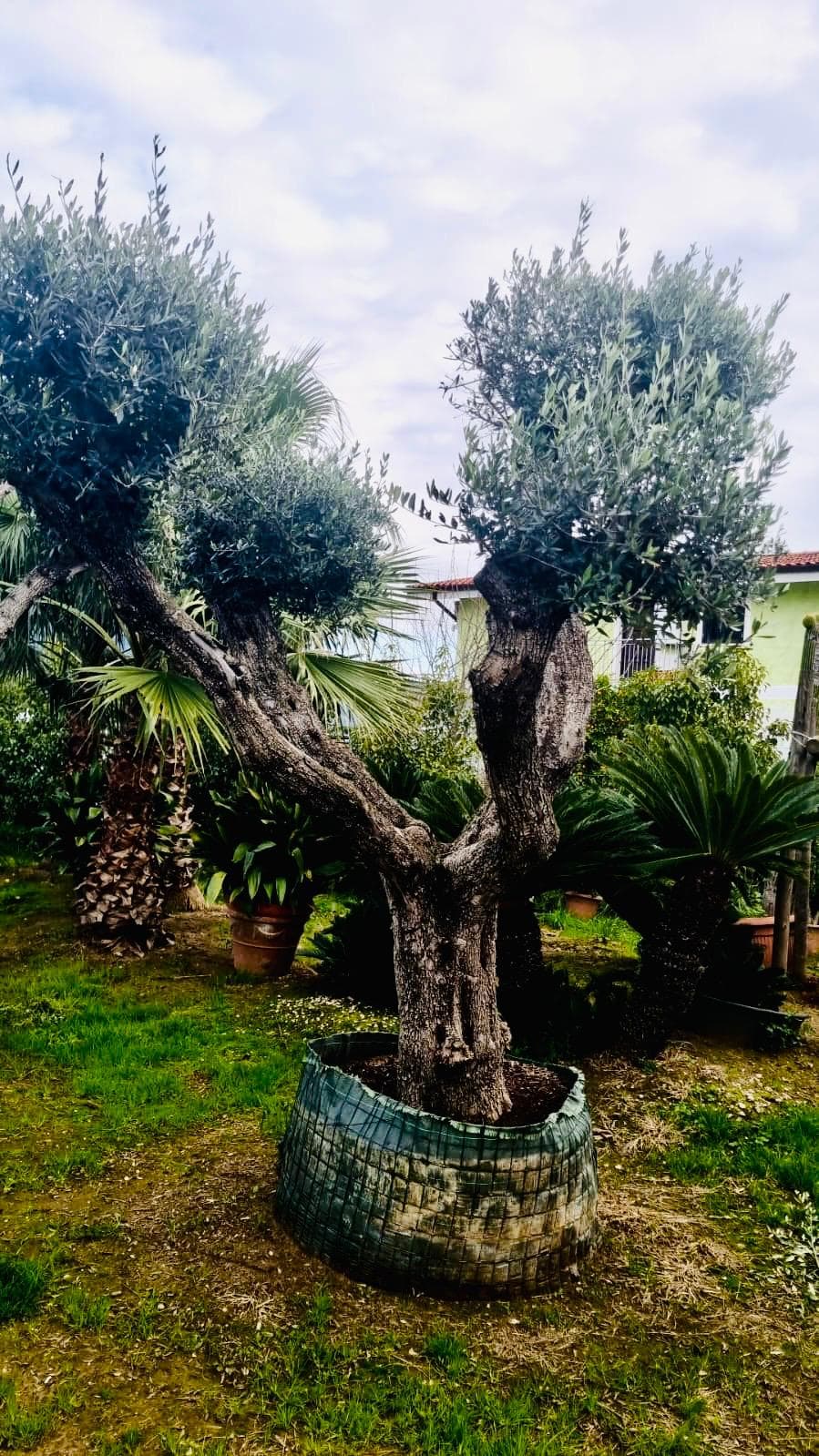 Olea Europaea Esemplare Macrobonsai