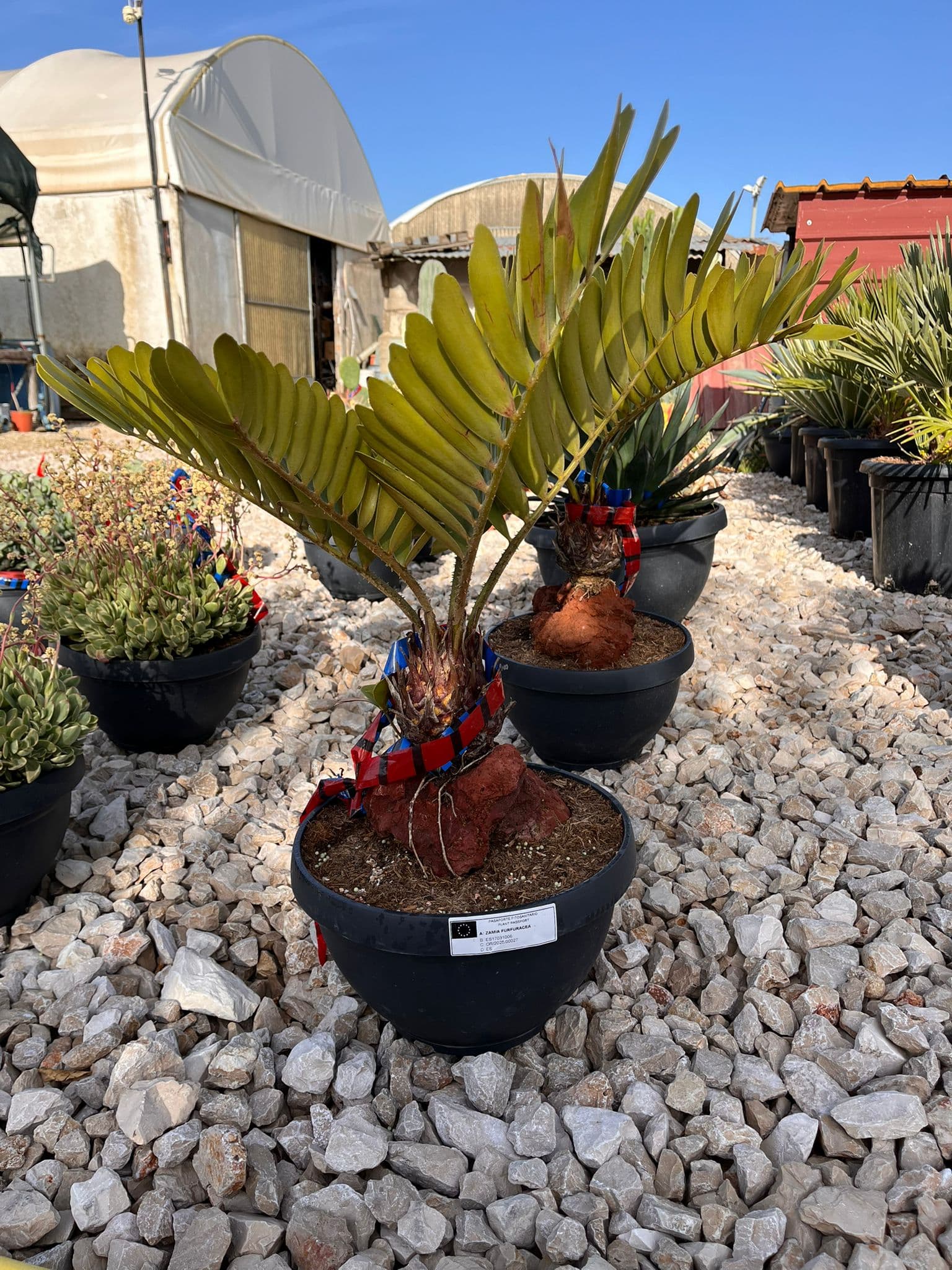 Zamia Furfuracea