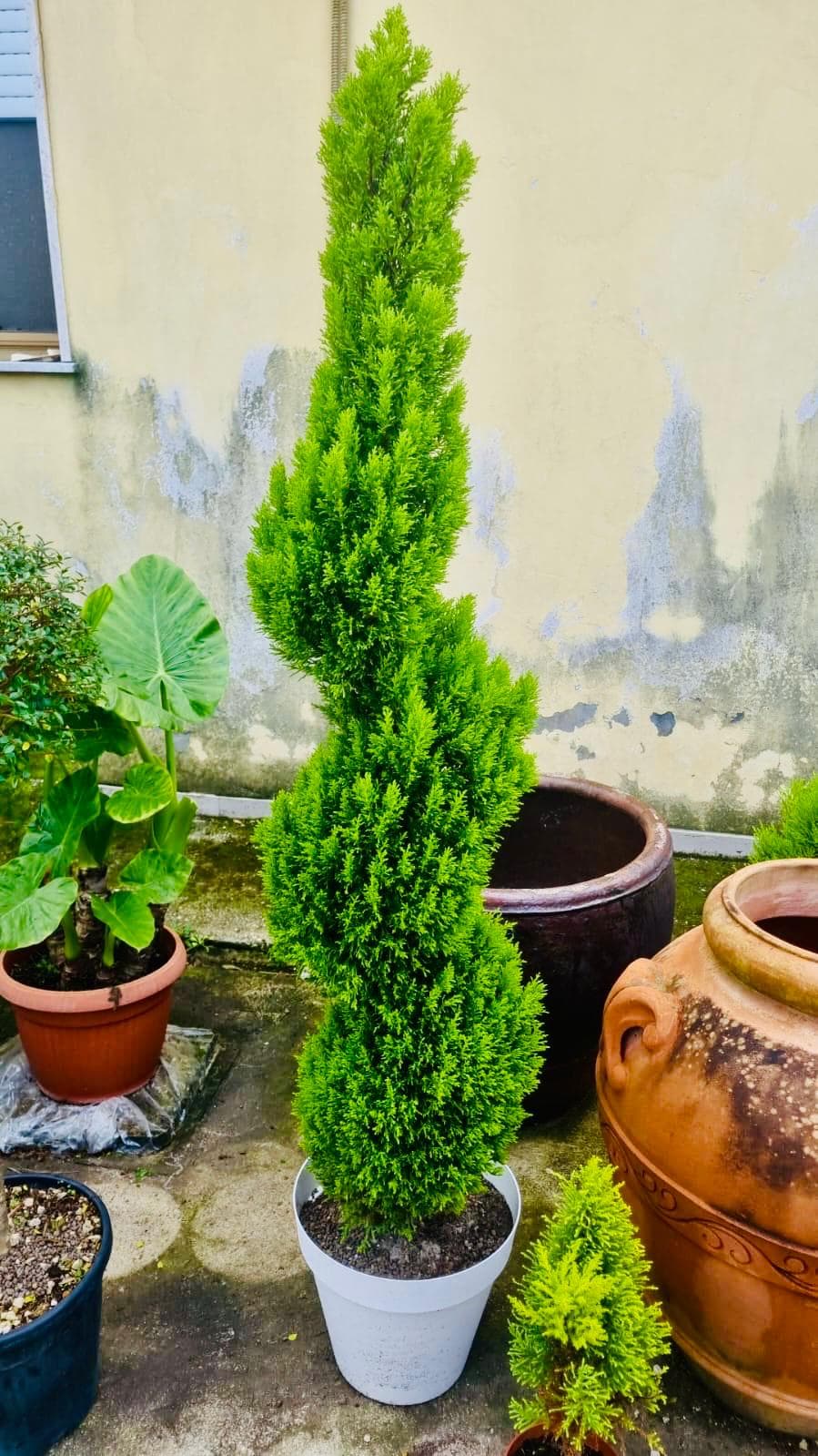 Cipresso Golden Crest a Spirale