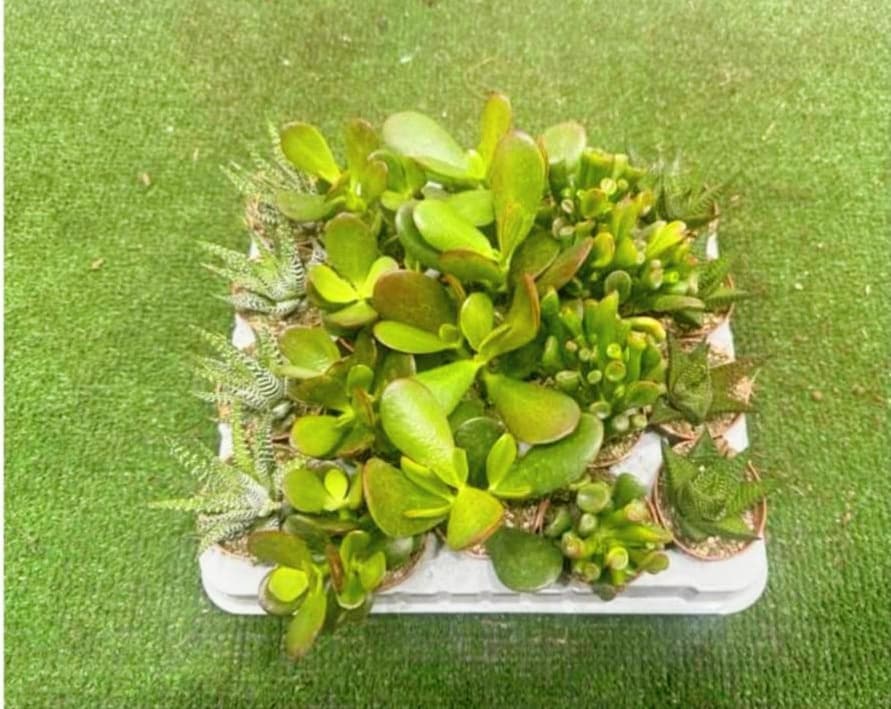 Succulenti Mix