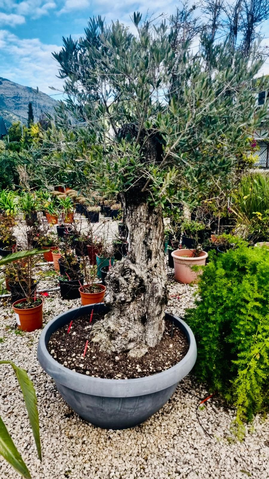 Olea Europaea Olivo Spagnolo in Ciotola
