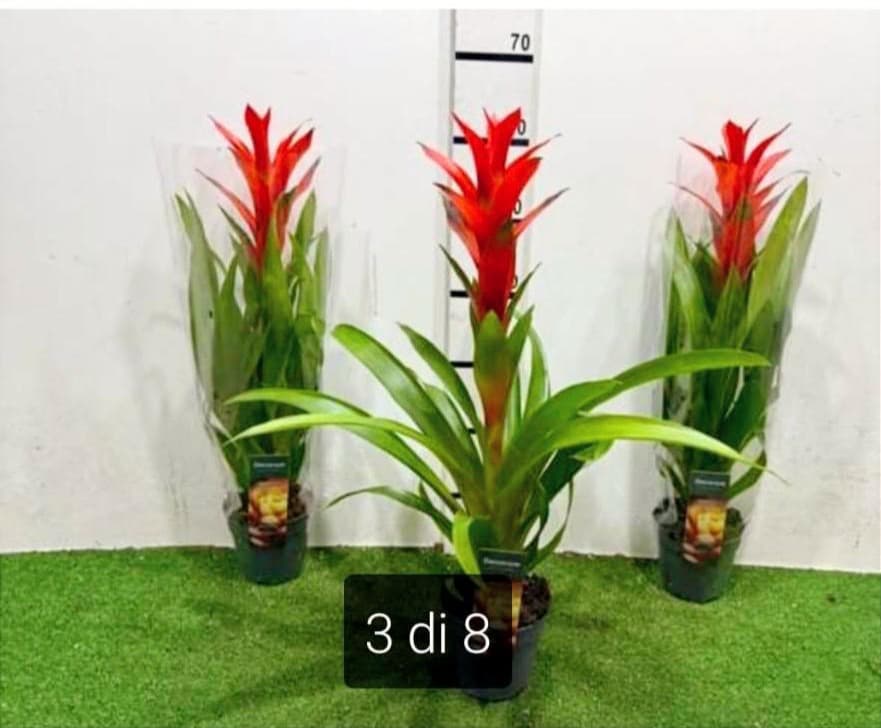 GUZMANIA