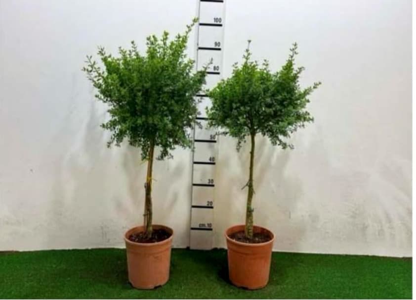 Citisus Alb. Alberello