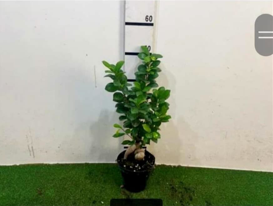 Ficus Ginseng