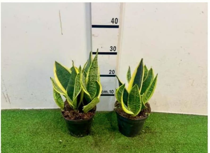 Sansevieria