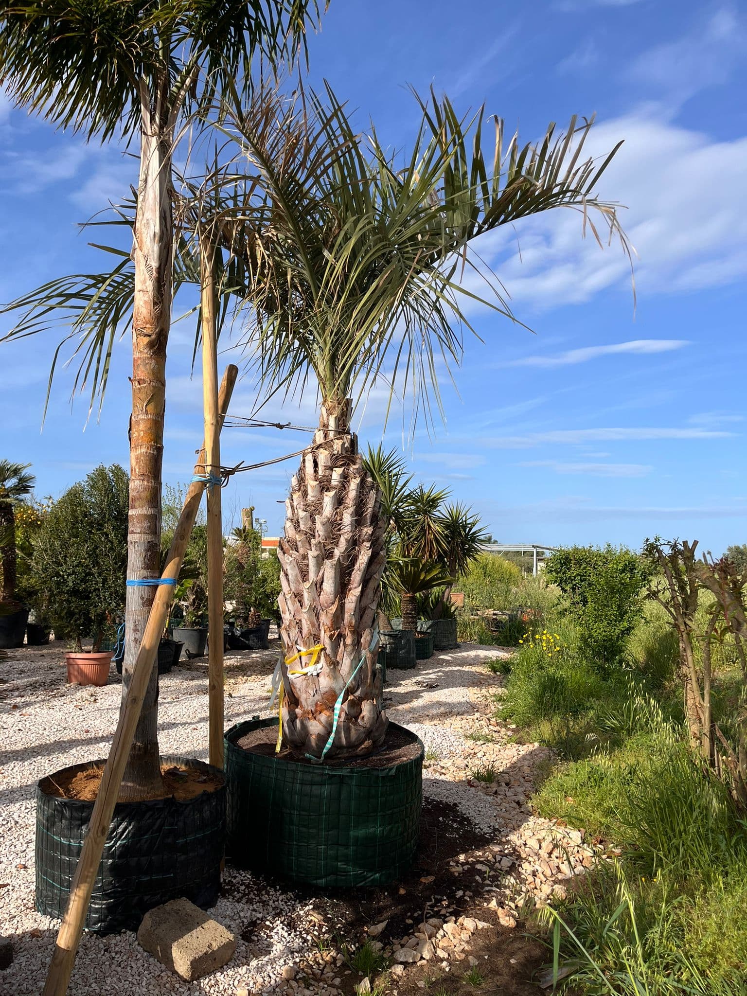Washingtonia robusta