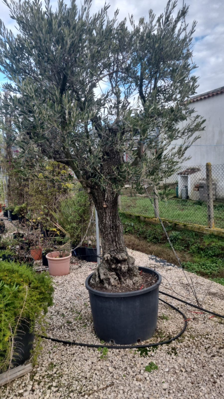 Olivo Spagnolo a Cespuglio