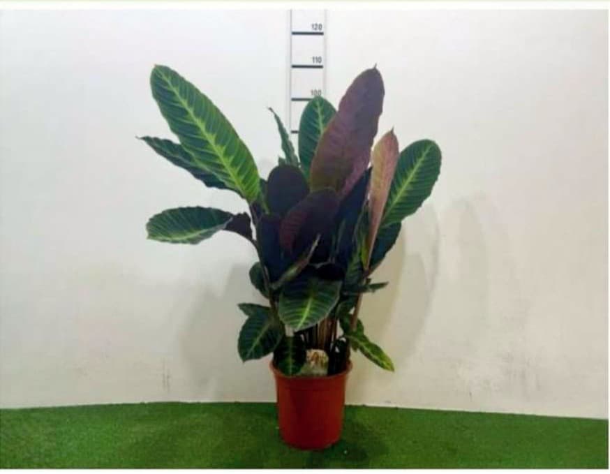 Calathea Warscewiczii