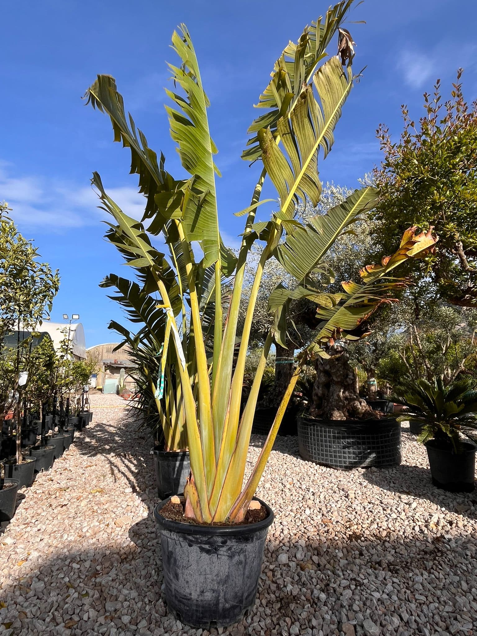 Strelitzia Nicolai