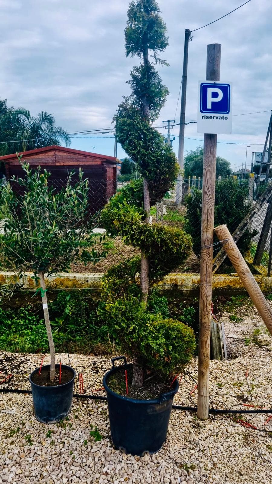 Cupressus Sempervirens