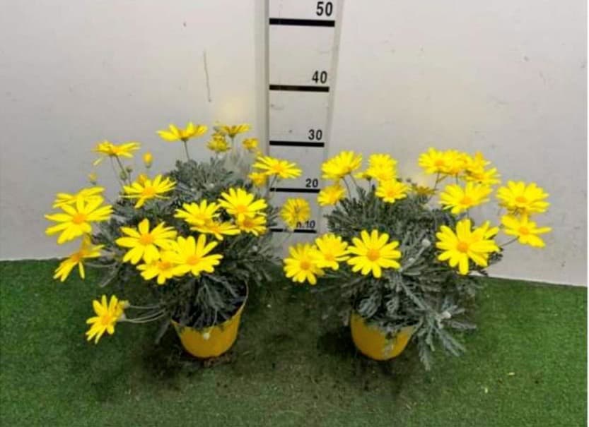 Euryops Margherita Gialla