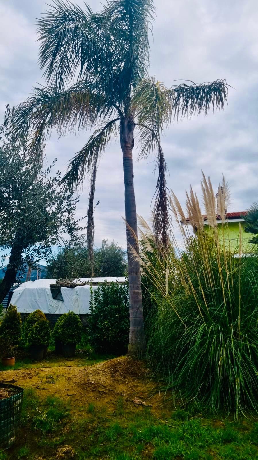 Syagrus Romanzoffiana