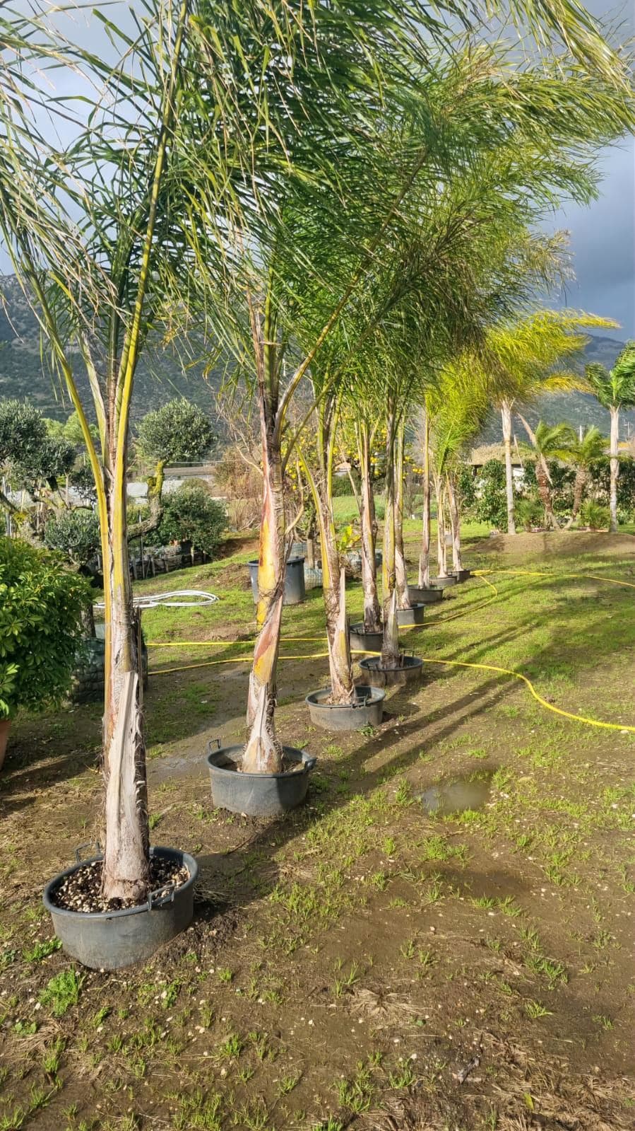 Cocos Plumosa  – H 300/350 cm