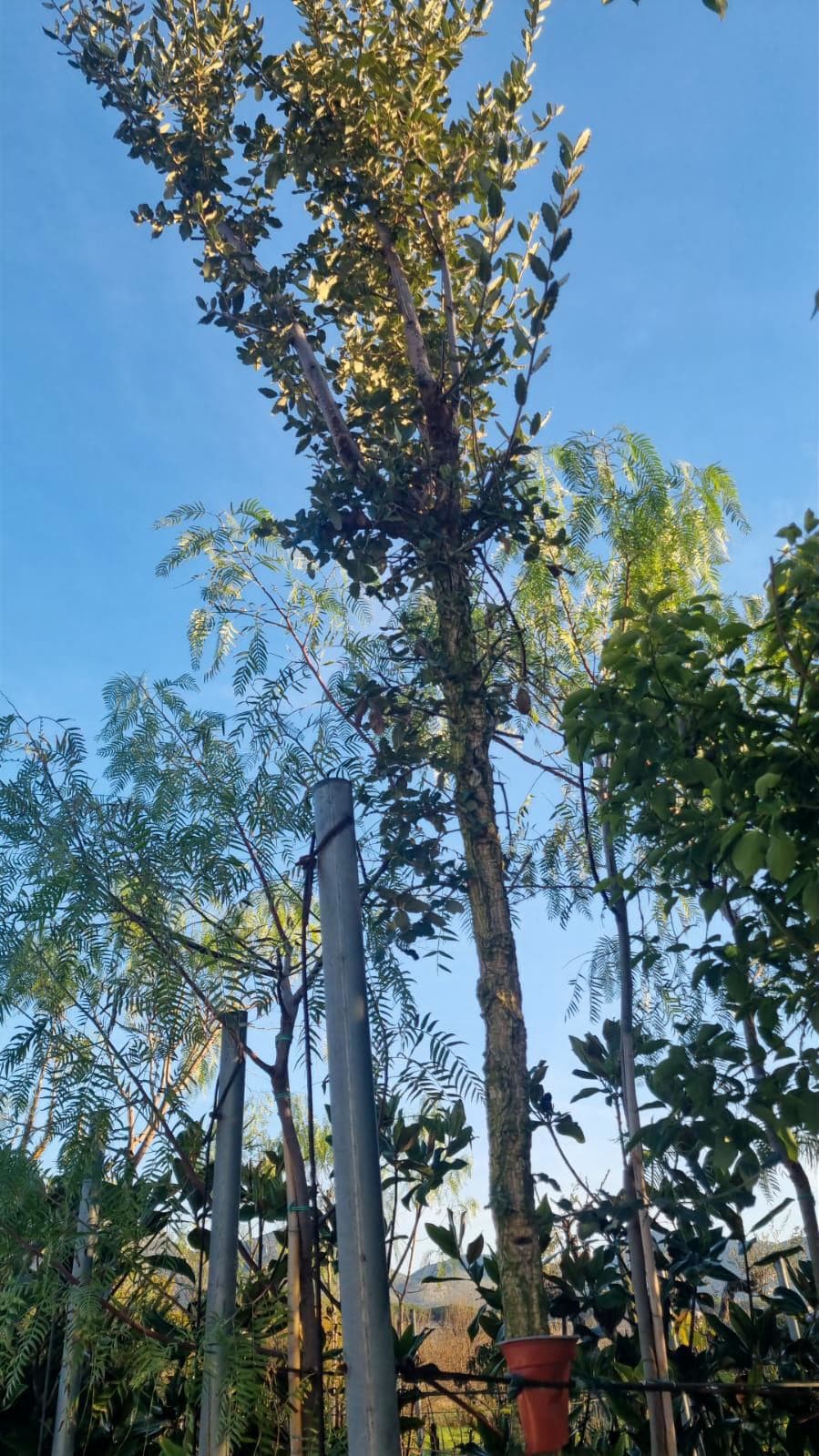 Sughero  – H 300/350 cm