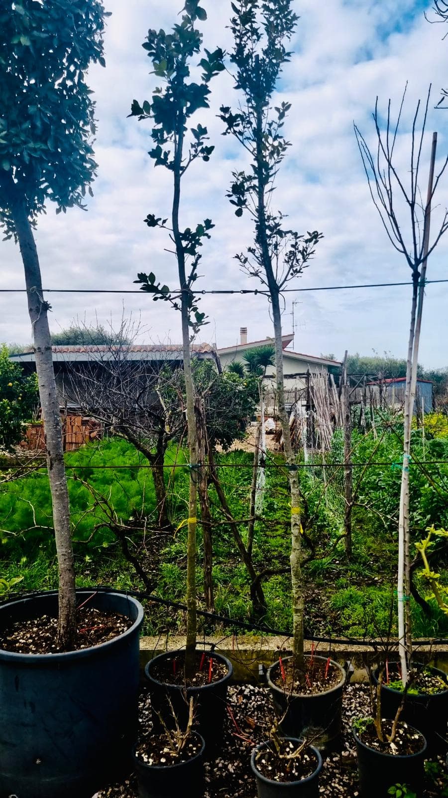 Quercus Ilex giovani