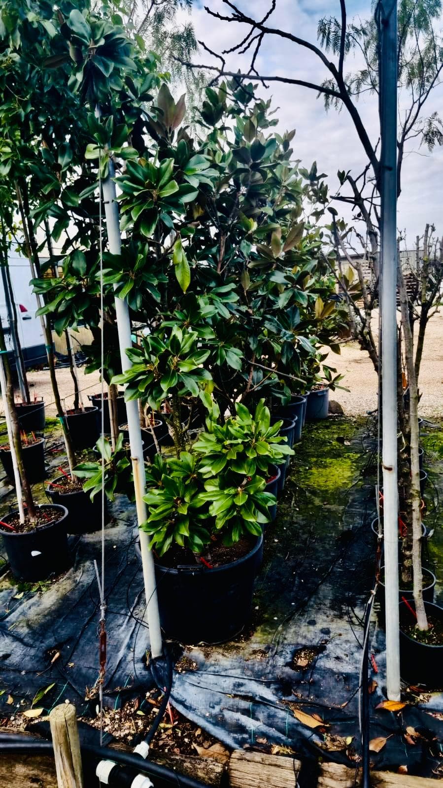 Magnolia Grandiflora Portamento a Cespuglio