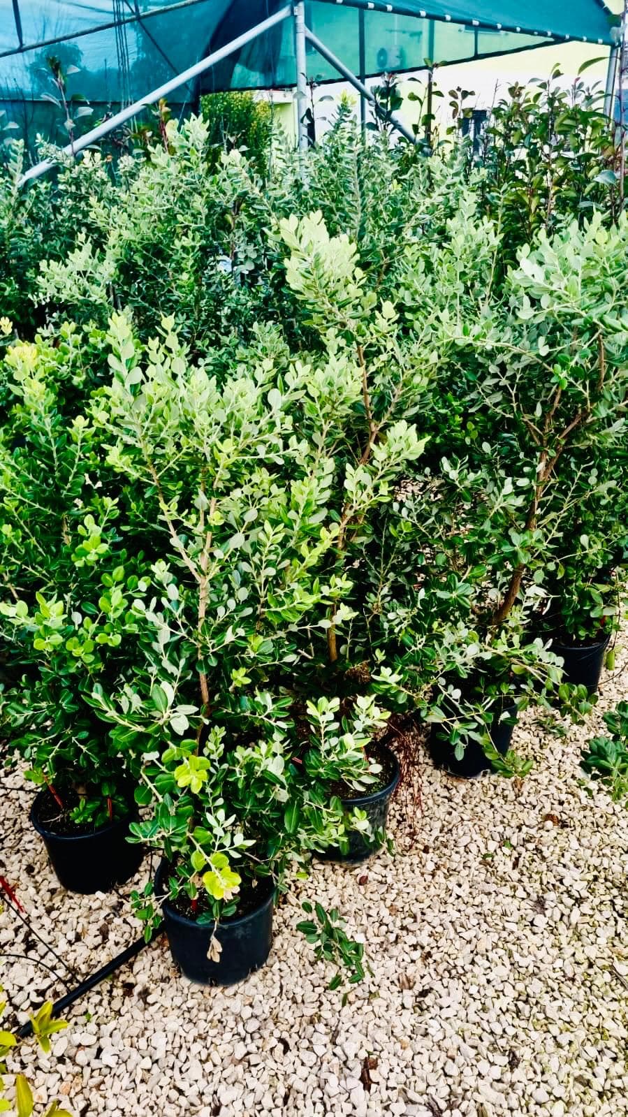 Metrosideros Excelsa