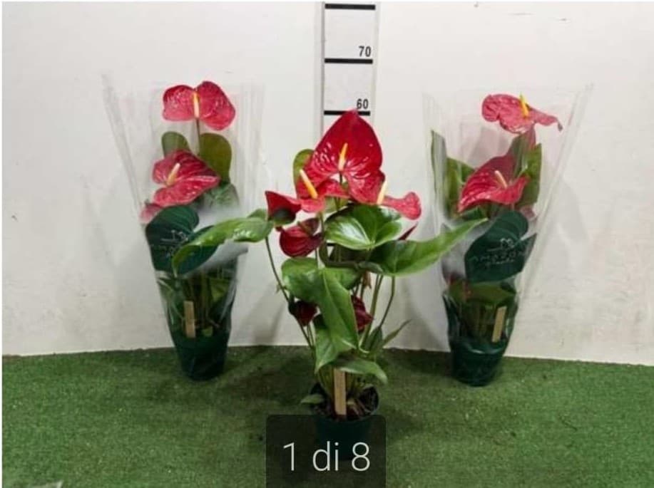 Anthurium Red