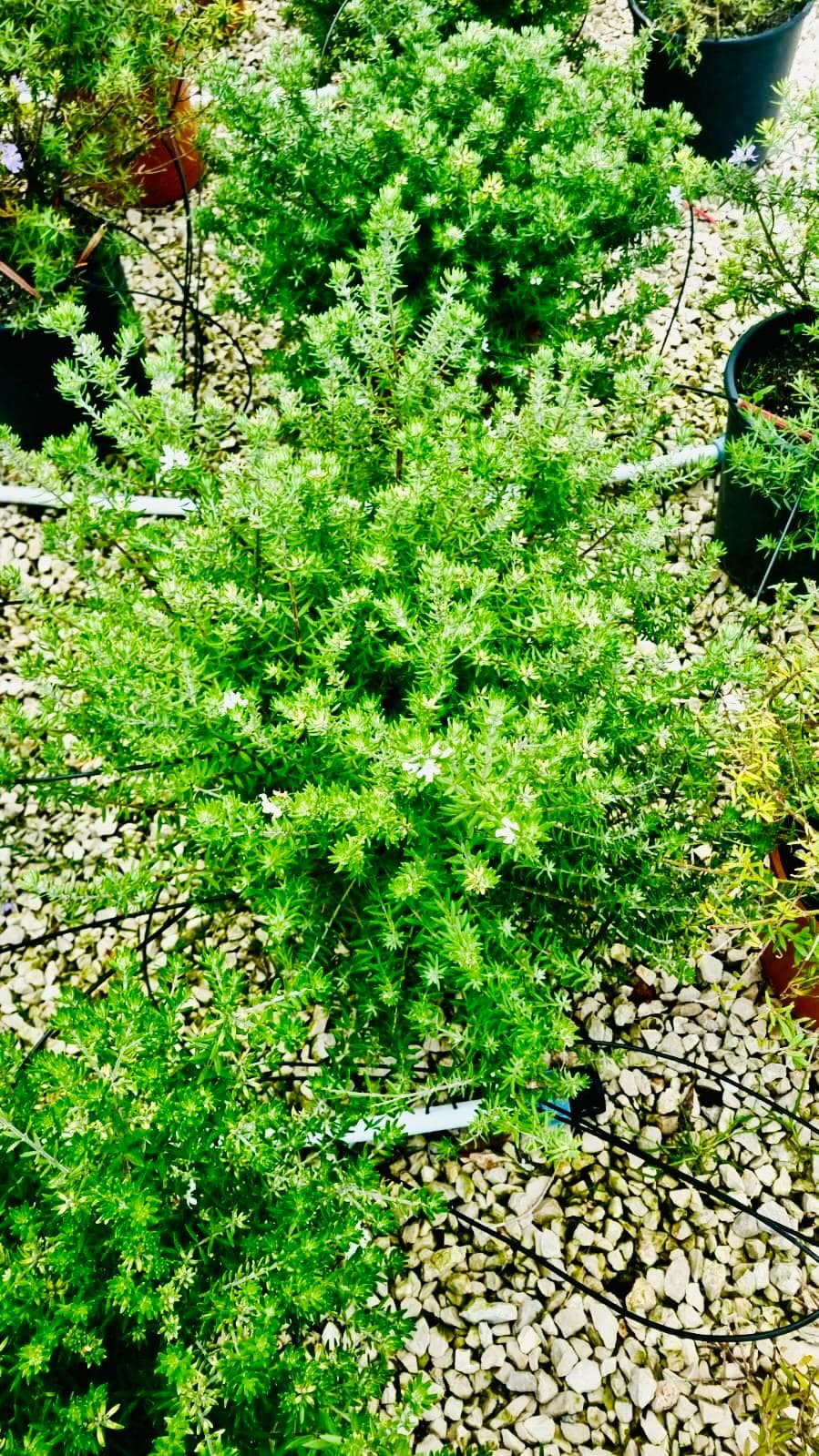 Westringia fruticosa