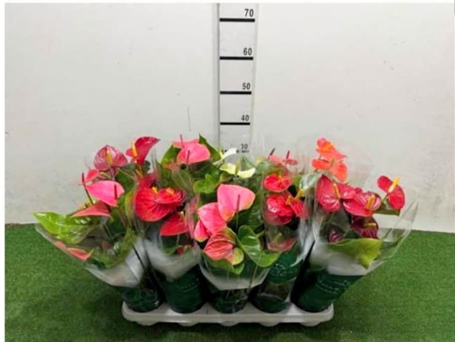 Anthurium Mix