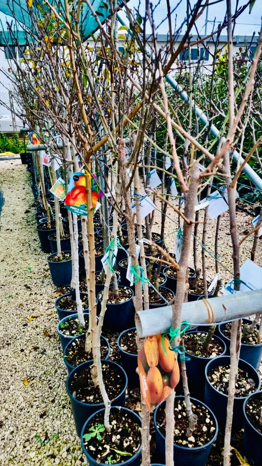 Varietà Piante da Frutto