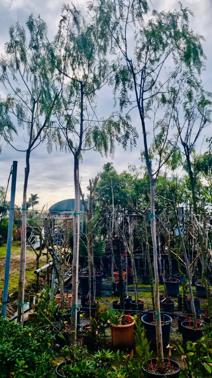 Albero del Pepe Rosa  Schinus Molle