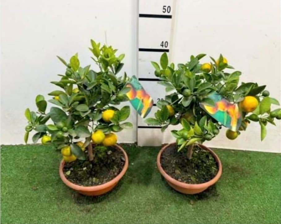 Calamondino