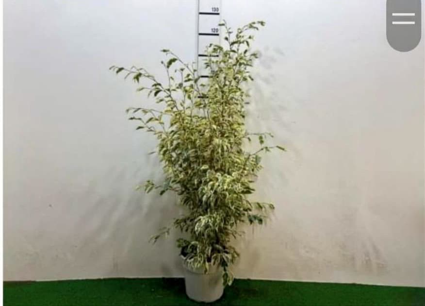 Ficus Starlight