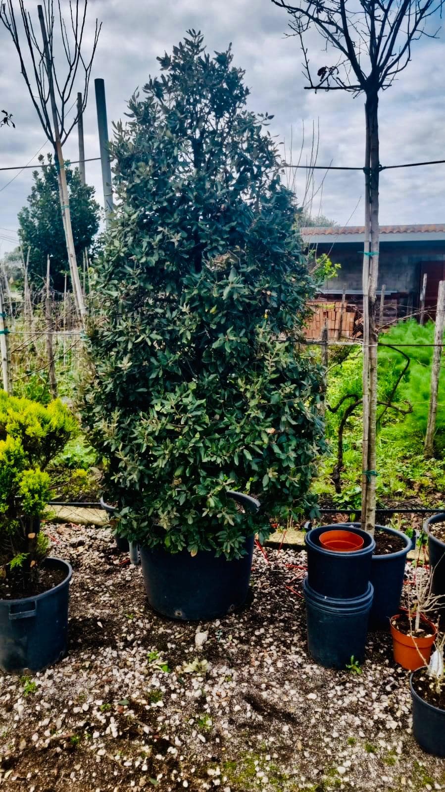 Quercus Ilex Piramidale