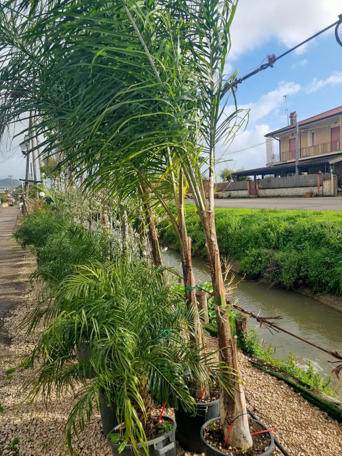 Cocos Plumosa – H 250 cm (Syagrus romanzoffiana) 