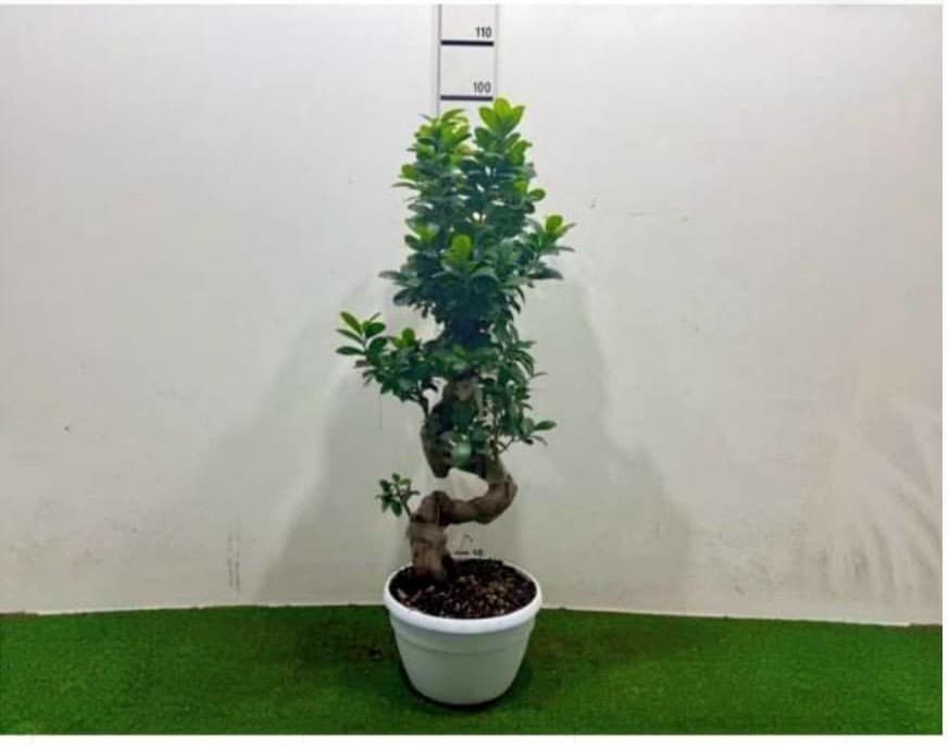 Ficus Ginseng Spirale