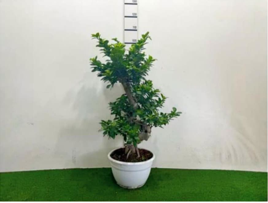 Ficus Ginseng a Palchi