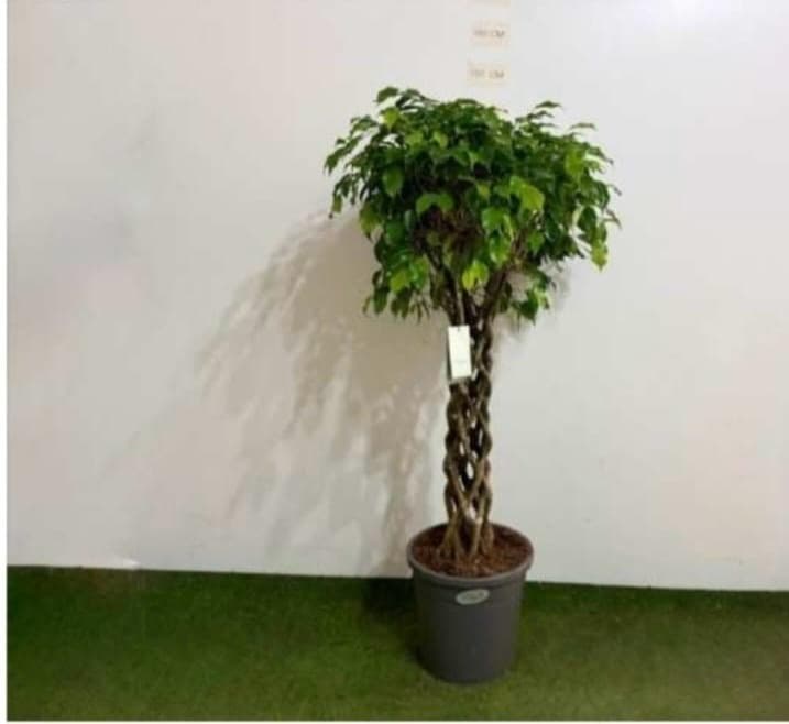 Ficus Benjamin