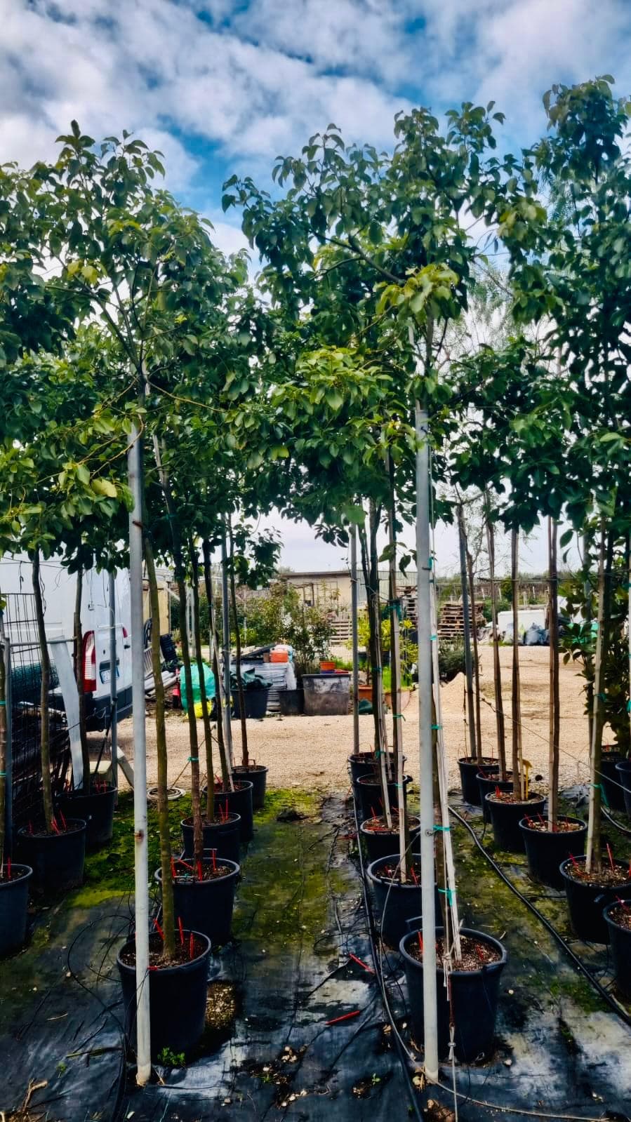 Cinnamomum Camphora Albero della Canfora