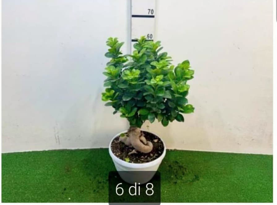 Ficus Ginseng